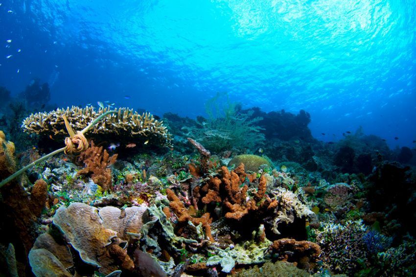 Diving spot Indonesia