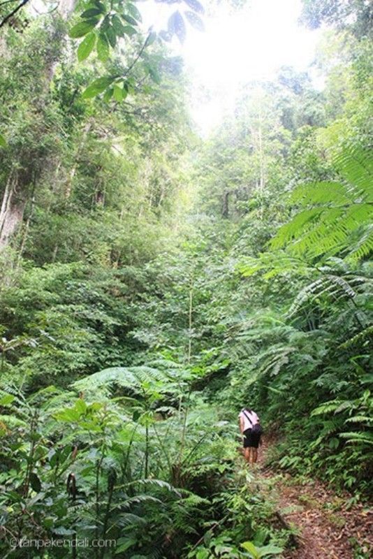 Hutan menuju Waerebo