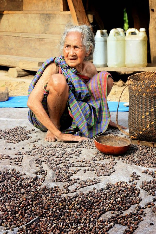 Seorang nenek sedang mengumpulkan kopi yang habis dijemur
