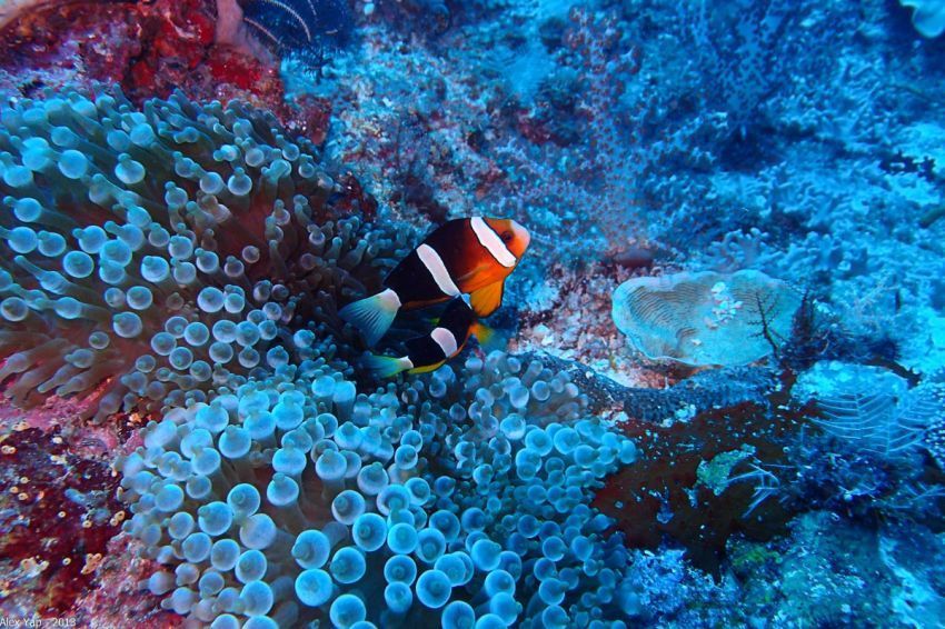 Diving spot Indonesia