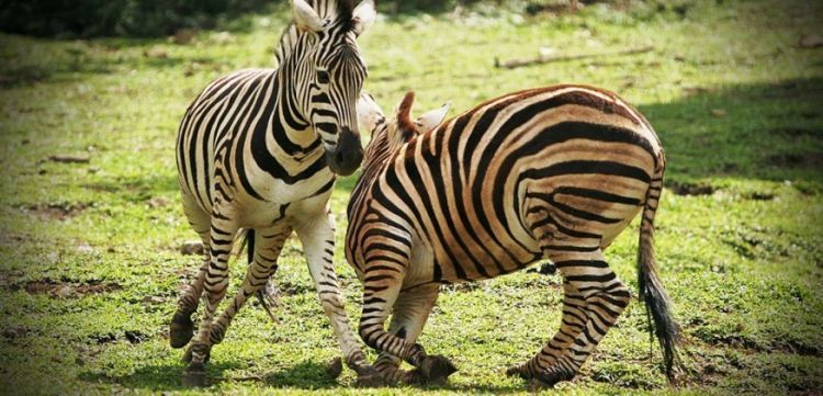 Taman rekreasi Indonesia ala Disneyland