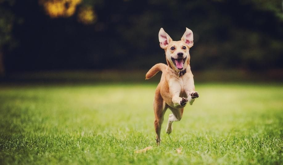 Anjing Bukan Makanan: Mengapa Kita Harus Berhenti Menyantap Daging Sahabat Sendiri