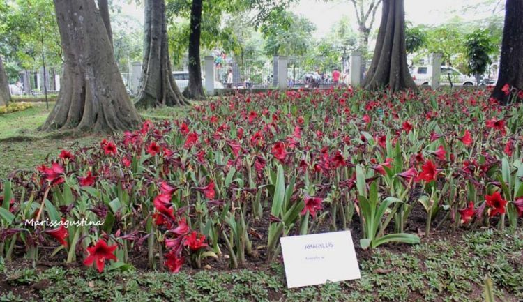 Taman Pustaka Bunga