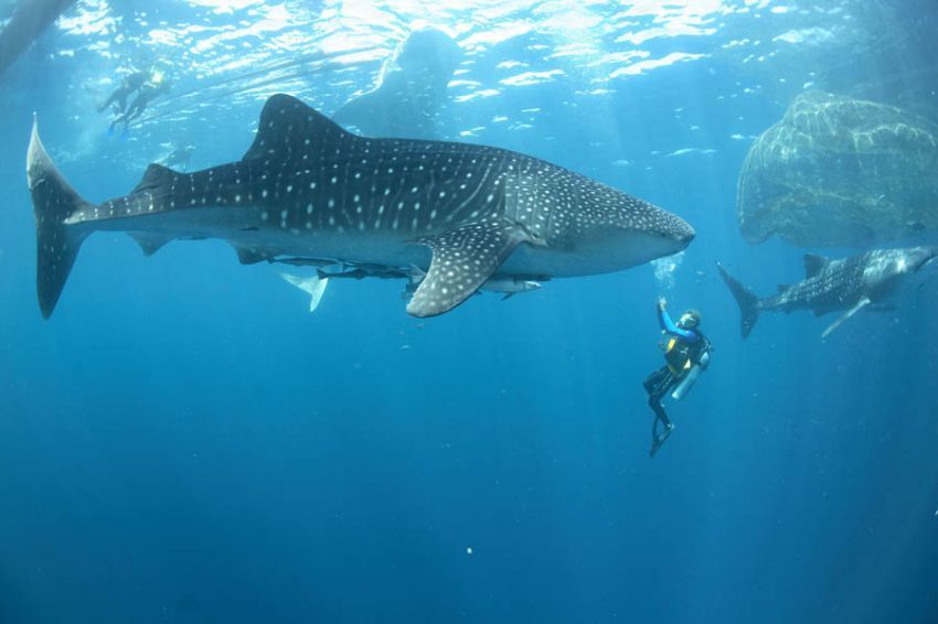 Diving spot Indonesia