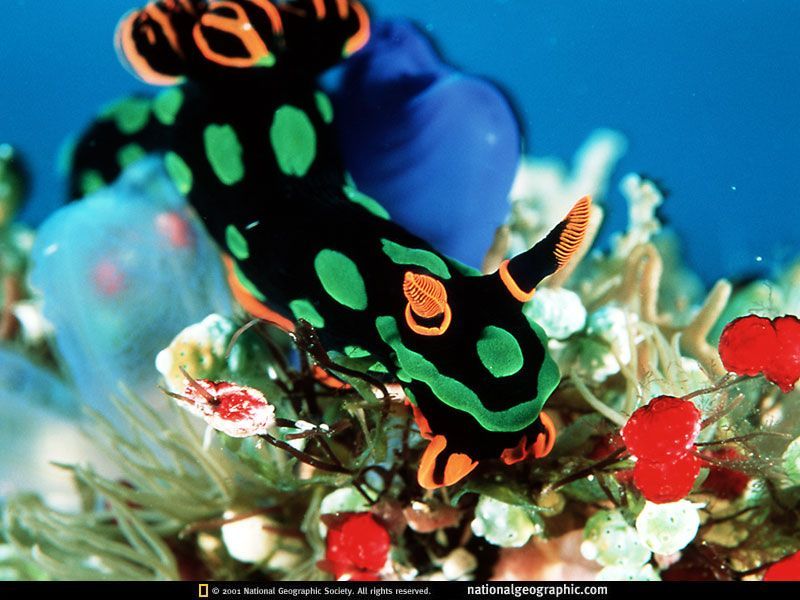 Diving spot Indonesia