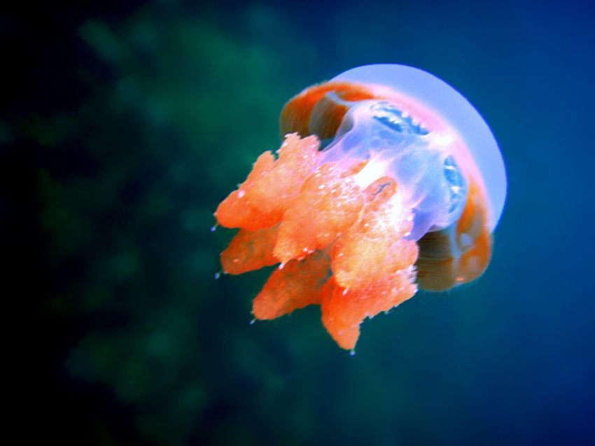 Diving spot Indonesia