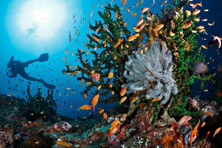 Diving spot Indonesia
