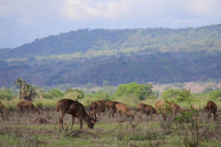 Safari di sabana Bekol