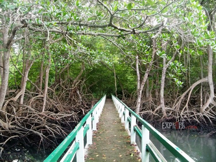 Mangrove Trail