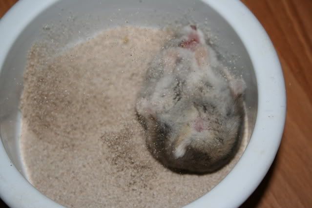 mending jadi hamster aja, mandinya di pasir