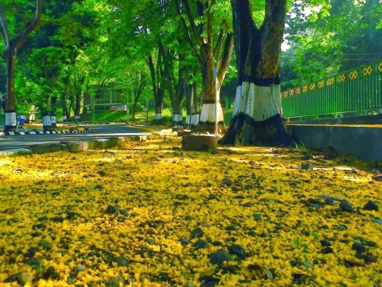 musim gugur di kampus UNS