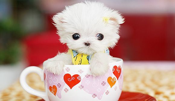 toy dog