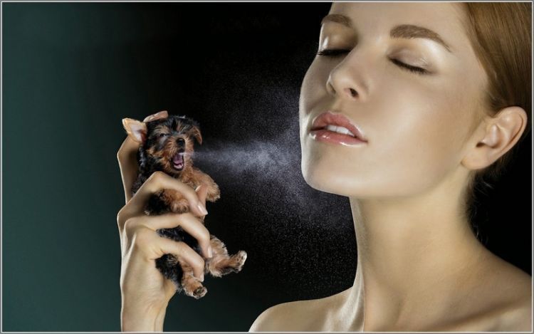Jangan pakai parfum berlebihan 