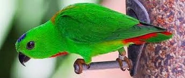 Burung Serendit, Natuna
