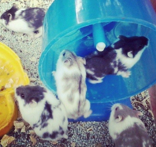 Hamster-hamster lucu (dok. pribadi)