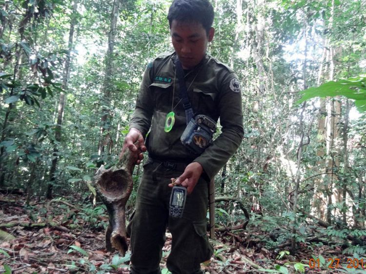 Ranger taman nasional