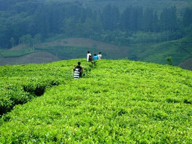 10+ Destinasi Wisata di Blitar, Suasana Alam Indah dan Bisa Belajar Sejarah 33 Destinasi wisata di Blitar