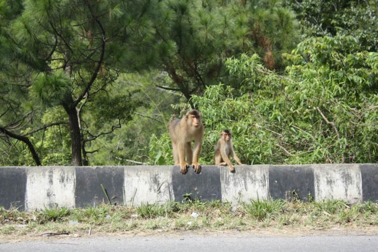 Monyet di Jalan Parapat