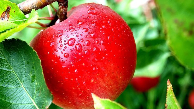 Ingin Sehat dan Berat Badan Tetap Ideal? 5 Makanan Sehat Ini Patut Kamu Coba