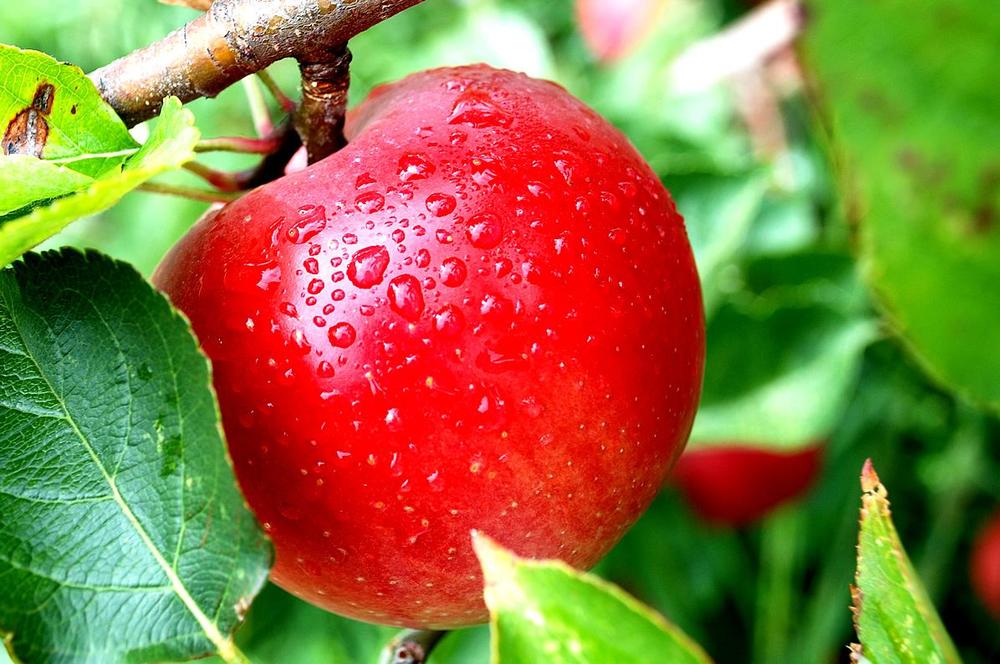Ingin Sehat dan Berat Badan Tetap Ideal? 5 Makanan Sehat Ini Patut Kamu Coba
