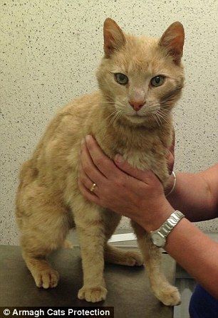 29B9FEE600000578-3129297-Traveller_Ginger_cat_named_Ozzie_by_his_rescuers_was_found_wande-a-1_1434711423392