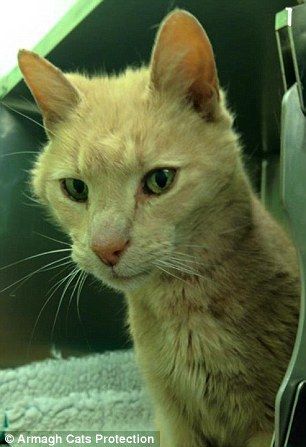 29B9FEEE00000578-3129297-When_vets_checked_his_microchip_they_were_stunned_to_find_he_was-a-3_1434711423696