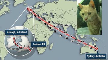 Kisah Kucing Misterius yang Hilang di Australia dan Ditemukan di Irlandia Utara!