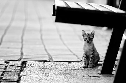 Tega nggak sih ngebiarin kucing lucu ini di jalan? :(