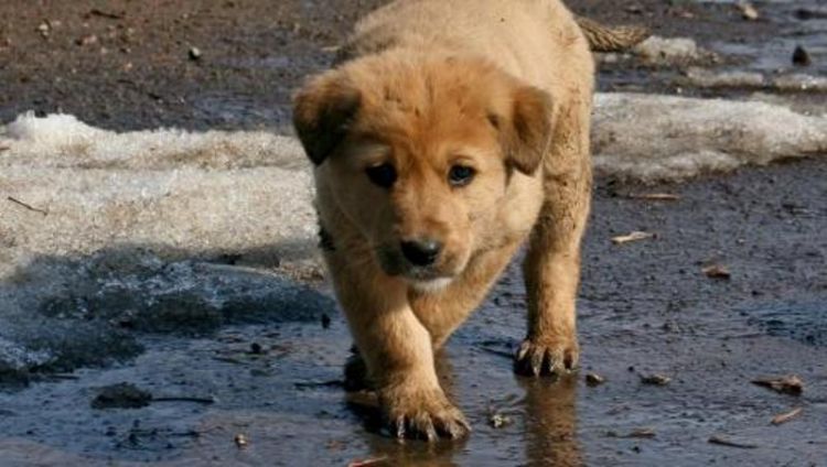 aku terlahir sebagai anjing jalanan