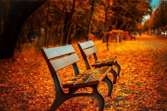 bench-forest-trees-path-large