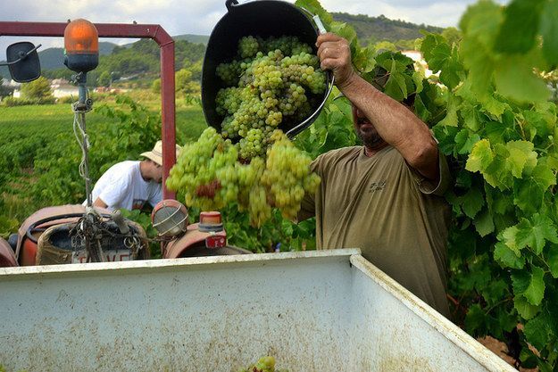 Produksi wine di Spanyol