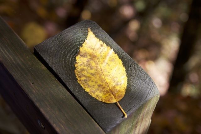 leaf-fall-foliage-large