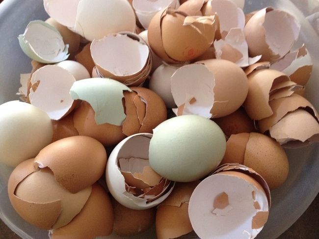 Cara memanfaatkan sampah cangkang telur