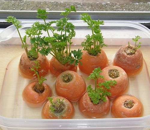 Cara memanfaatkan sampah dapur dengan menanam kembali wortel
