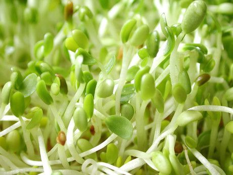 Girang hati ini jikalau segenggam kacang hijau sukses jadi segerombolan tauge