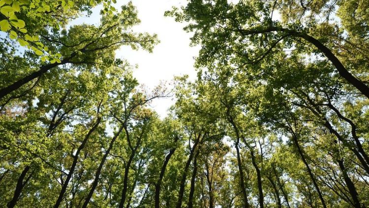 Hal-Hal yang Mungkin Terjadi di Indonesia Jika Oksigen Berbayar