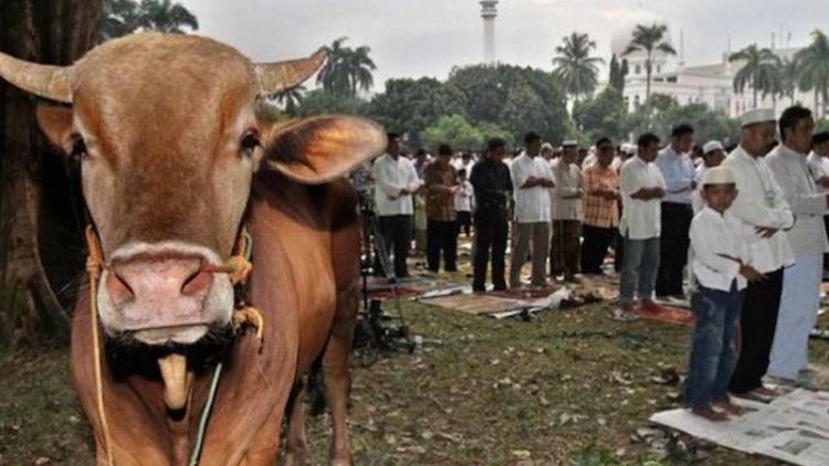 [Kuis] Coba Kami Tebak: Qurban Apa Kamu Tahun Ini?