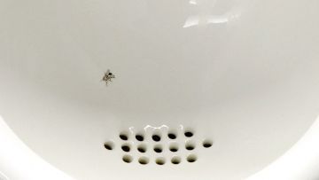 Alasan Kenapa Ada Lalat (Ya, Lalat) di Urinoir Toilet Cowok
