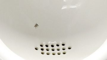 Alasan Kenapa Ada Lalat (Ya, Lalat) di Urinoir Toilet Cowok