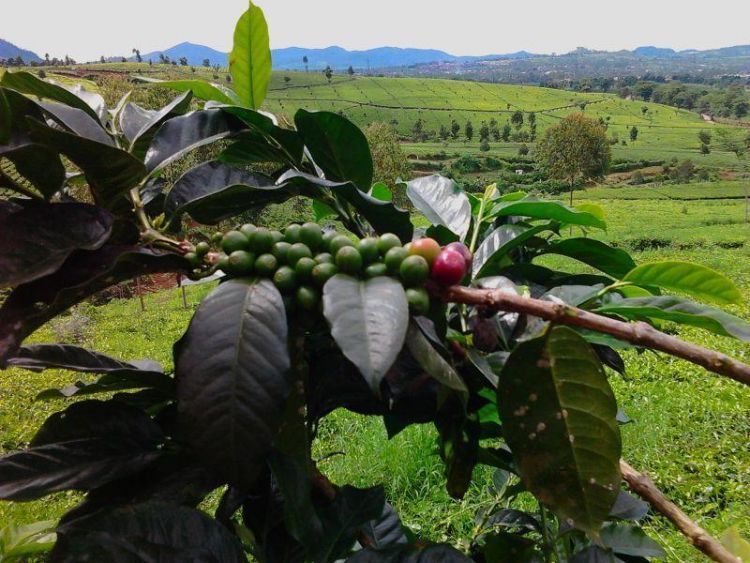Kopi Preanger