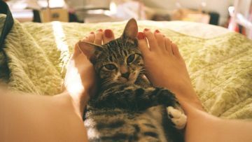 Surat Terbuka untuk Pus, Kucing Kesayangan yang Takkan Pernah Bisa Kumarahi
