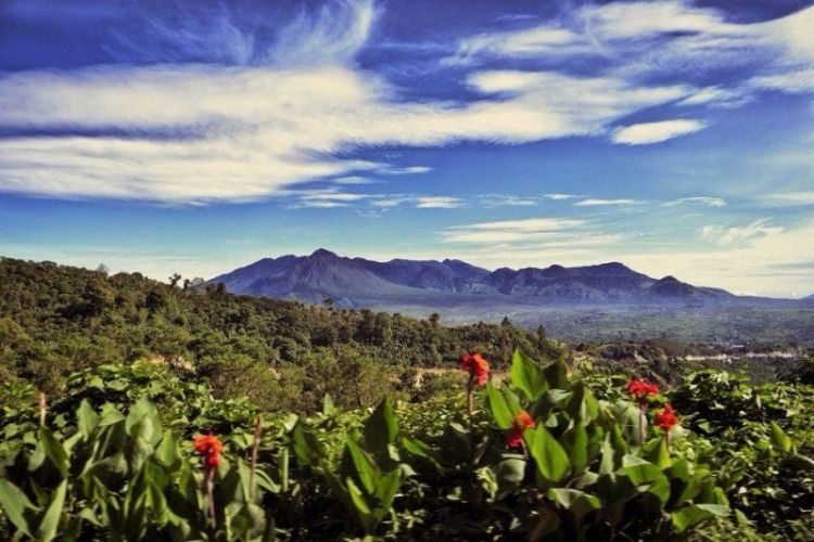 Perkebunan kopi Gayo
