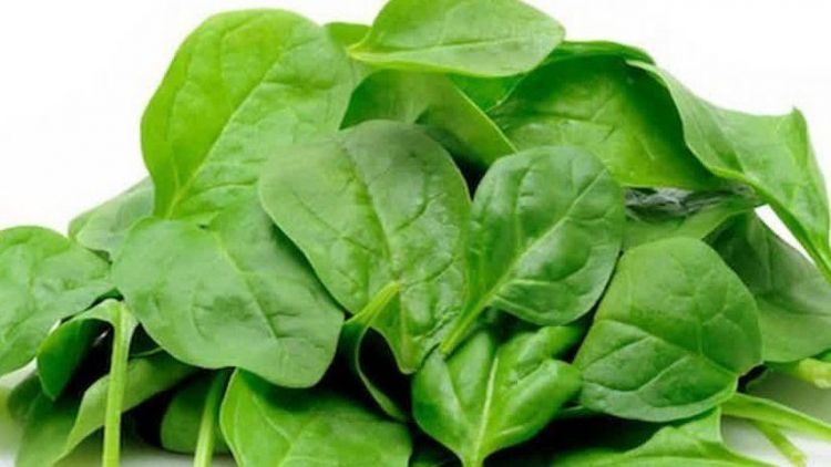 Manfaat Sayur Bayam Bagi Kesehatan Tubuh