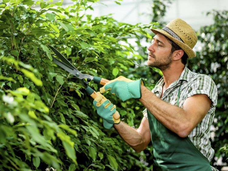 Walau berkebun harus tetep ganteng