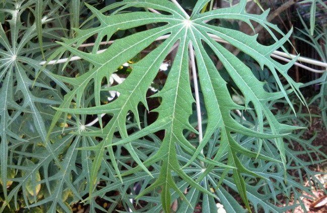 Sejuta Manfaat Daun Betadine