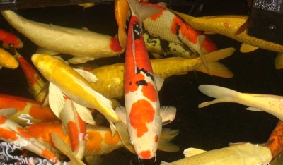 Membuat Kolam Ikan Hias