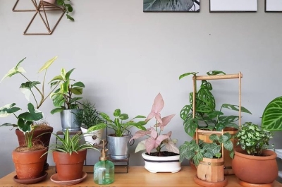 Pot Tanaman Disetiap Sudut Rumah