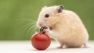 8 Keseruan yang Hanya Bisa Kamu Rasakan Saat Punya Seekor Hamster Imut di Kamar