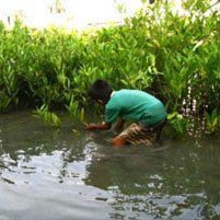 Hutan Mangrove untuk Manusia