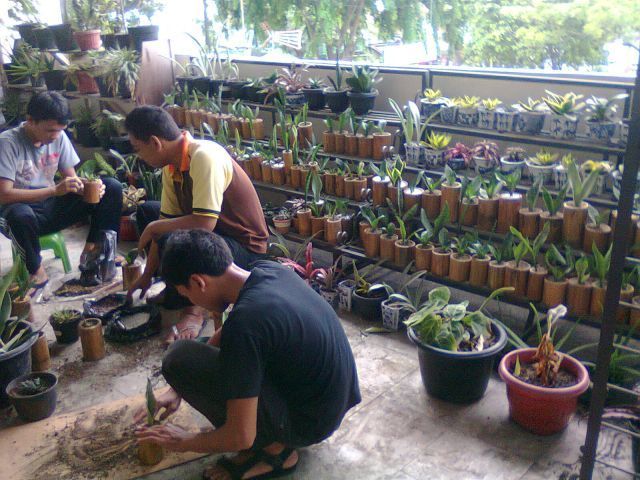 mahasiswa menanam tanaman